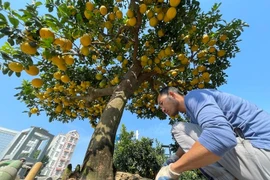 Mê mẩn những chậu bưởi cảnh trĩu quả chào Tết Nguyên đán Ất Tỵ