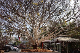 Choáng ngợp cây mai vàng giá 2 tỷ đồng ở Cà Mau