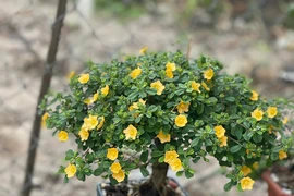 Hoa dại lên đời thành bonsai hút khách trong dịp Tết