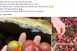 'Cháy hàng' mận hậu trái mùa dù giá gần nửa triệu đồng/kg 