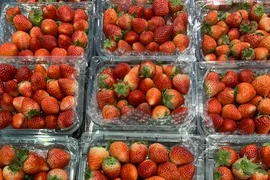 Mẹo phân biệt dâu tây Mộc Châu với dâu Trung Quốc