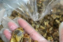 Ve sầu có giá cao ngất ngưỡng tới 500.000 đồng mỗi kg 