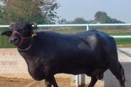 Con trâu to như hà mã, giá bằng 2 chiếc Rolls-Royce 