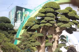 Đại gia trả giá 23 tỷ mua gốc duối cổ thụ, chủ nhân của nó lắc đầu 