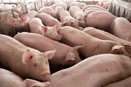 Nhu cầu cao, giá heo hơi vào đà tăng