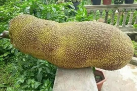 Những loại trái cây khổng lồ khiến người tiêu dùng tò mò và đổ xô đặt mua