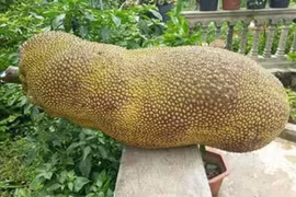Những loại trái cây khổng lồ khiến người tiêu dùng tò mò và đổ xô đặt mua