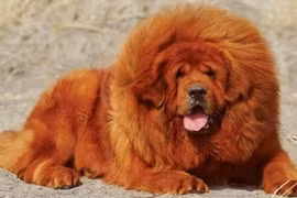 Chó ngao Tây Tạng có mức vô cùng đắt đỏ