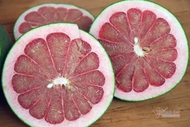 Chưa được phép bán bưởi lạ ruby 300.000/quả ở miền Tây?