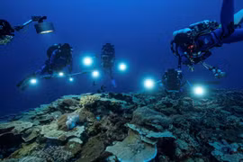 Nguồn vật liệu cho kháng sinh mới từ vùng chạng vạng của đại dương