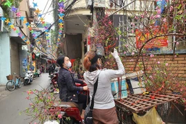 Đào, quất mini bất ngờ đắt hàng ngày cận Tết 