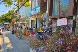 Cận Tết: Đào, quất mini bất ngờ đắt hàng