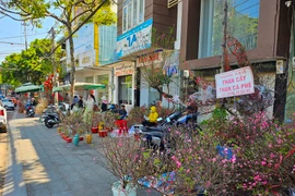 Cận Tết: Đào, quất mini bất ngờ đắt hàng