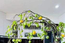 Thị trường lại sôi động những cành quả để trang trí dù giá 'chát'