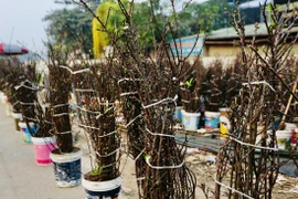 Người Hà Nội chi tiền triệu chơi hoa lê, mận rừng dù chưa Tết