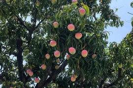 Chi tiết cây xoài được cho là đẹp nhất Việt Nam 