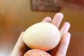 Những quả vải trứng siêu to khổng lồ giá hơn 200.000 đồng mỗi kg 