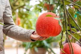 Bưởi "tiến vua" cháy hàng trước Tết Nguyên đán 