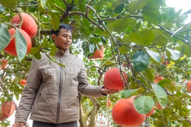 Giá tăng cao song bưởi đỏ Đông Cao 'cháy hàng' trước Tết Nguyên đán 