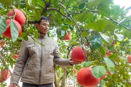 Giá tăng cao song bưởi đỏ Đông Cao 'cháy hàng' trước Tết Nguyên đán 