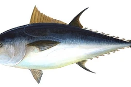 Cá ngừ vây xanh đắt nhất thế giới với giá tới 3,1 triệu USD