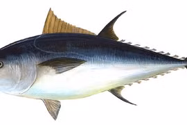Cá ngừ vây xanh đắt nhất thế giới với giá tới 3,1 triệu USD