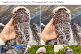 Sự thật đuôi tôm hùm Úc giá siêu rẻ