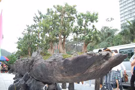 Choáng vàng dàn cây cảnh khủng lên tới hàng trăm tỷ đồng của đại gia