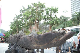 Choáng vàng dàn cây cảnh khủng lên tới hàng trăm tỷ đồng của đại gia
