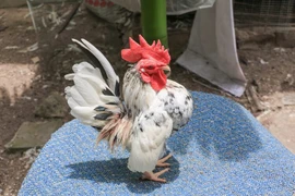  Gà Serama hay còn gọi gà lực sĩ có giá 50 triệu đồng/con