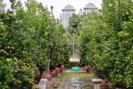 Thủ phủ quất Tứ Liên chuyển sắc vàng, tất bật vào vụ Tết 