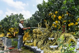 Xuất hiện chậu bưởi hình rồng trăm triệu được giới nhà giàu săn Tết 