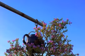 Dàn bonsai mọc ngược độc nhất tại Việt Nam