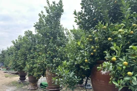 Cảnh tấp nập ở thủ phủ quất Tứ Liên vào vụ Tết 