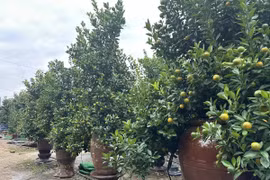 Cảnh tấp nập ở thủ phủ quất Tứ Liên vào vụ Tết 