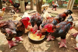 Những loài gà tiến vua giá 'chat' lại được giới nhà giàu săn lùng