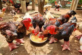 Những loài gà tiến vua giá 'chat' lại được giới nhà giàu săn lùng