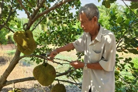 Mít không hạt Ba Láng giúp lão nông kiếm tiền tỷ