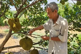 Mít không hạt Ba Láng giúp lão nông kiếm tiền tỷ