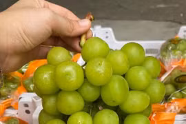 Cẩn trọng khi dùng nho sữa Trung Quốc chứa chất trừ sâu