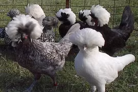 Gà Ba Lan có gì đặc biệt mà các đại gia chi tiền triệu mua về ngắm?