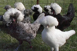 Gà Ba Lan có gì đặc biệt mà các đại gia chi tiền triệu mua về ngắm?