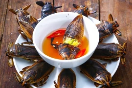 Cà cuống có giá tới 5 triệu đồng/kg vẫn hút khách