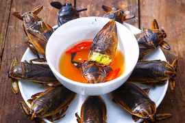 Cà cuống có giá tới 5 triệu đồng/kg vẫn hút khách