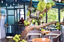 Hình ảnh cây mít mọc xuyên quán cà phê, trăm trái trĩu trịt 