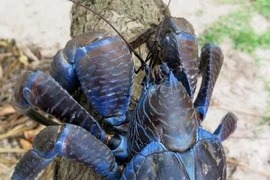 Cua dừa có gì đặc biệt mà giá 10 triệu đồng/con?