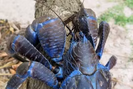 Cua dừa có gì đặc biệt mà giá 10 triệu đồng/con?