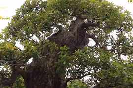 Cây lộc vừng hơn 100 tuổi được định giá... 120 tỷ đồng ở miền Tây 