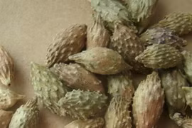 3 cây dại xuất ra nước ngoài đắt hàng, còn trong nước mọc hoang