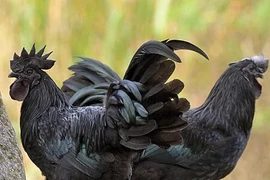 Gà đen Ayam Cemani 100 triệu đồng/cặp là giống gà đắt nhất thế giới 